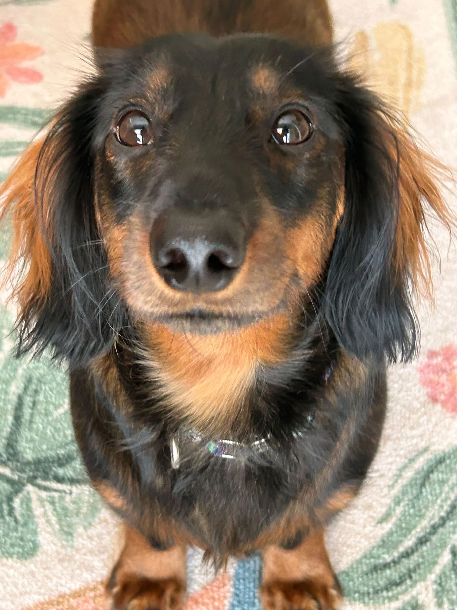 A close-up of Bugsy the long-haired dachshund
