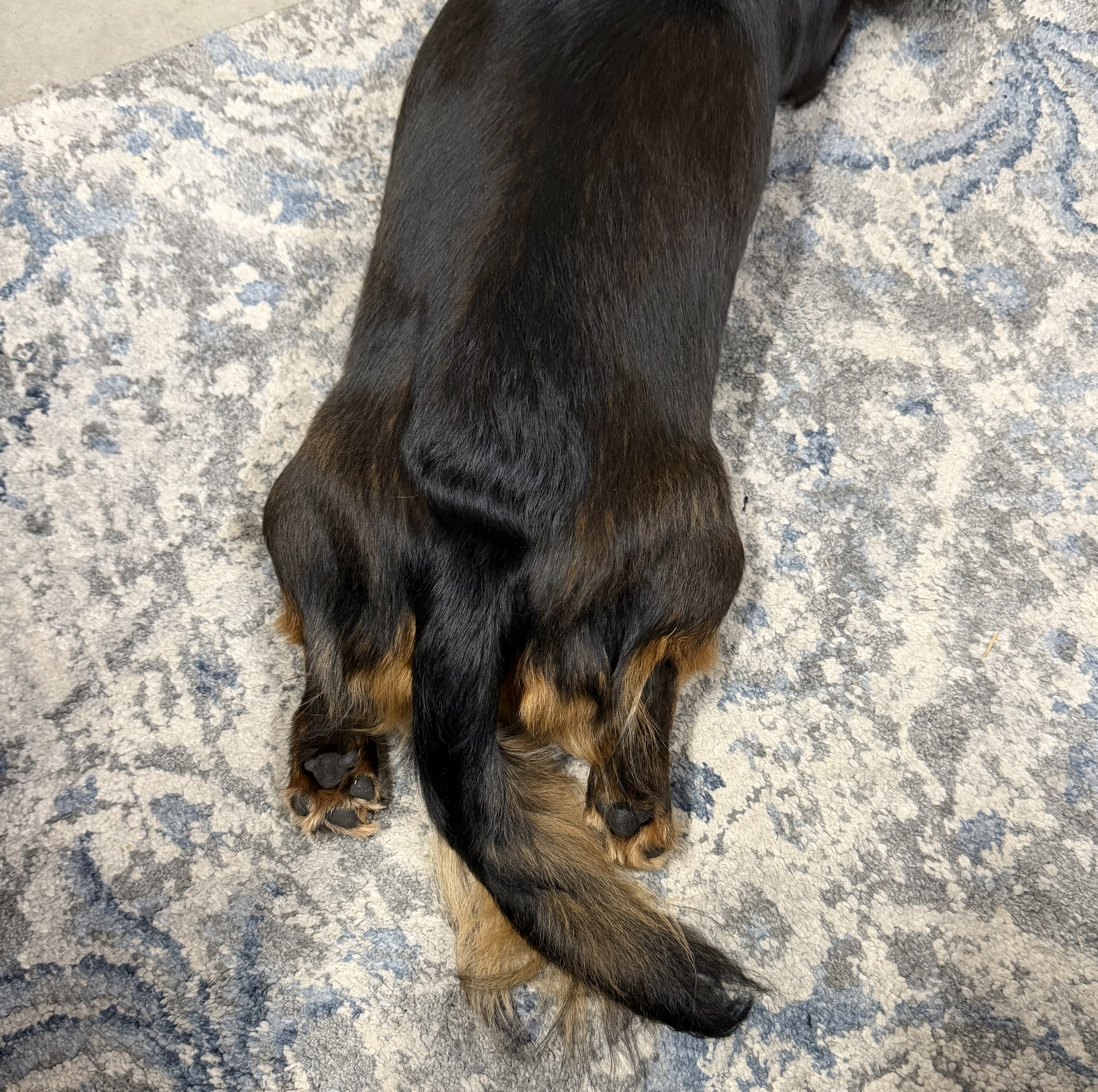 Bugsy sleeping with his paws crossed