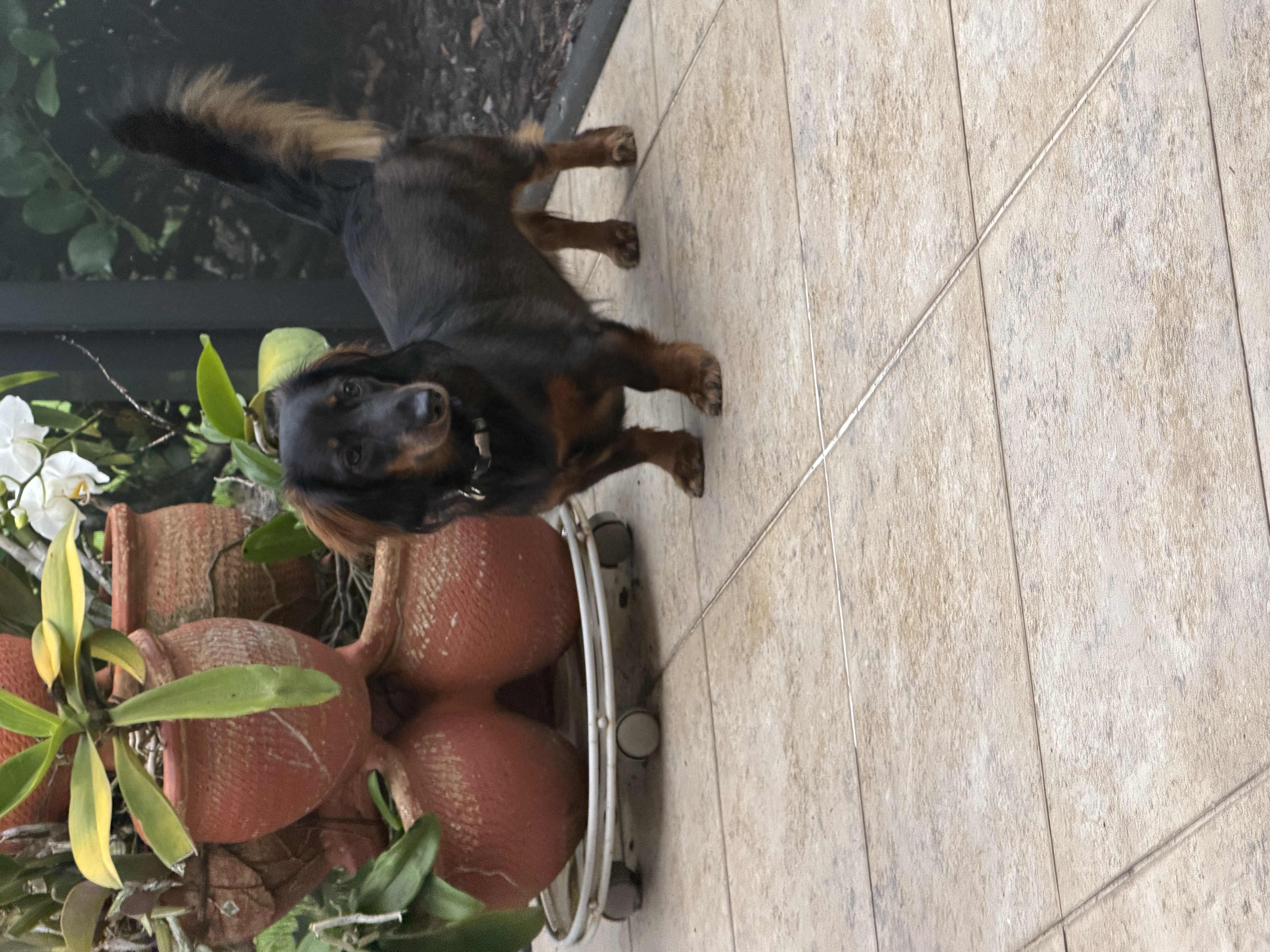 Bugsy standing beside orchids