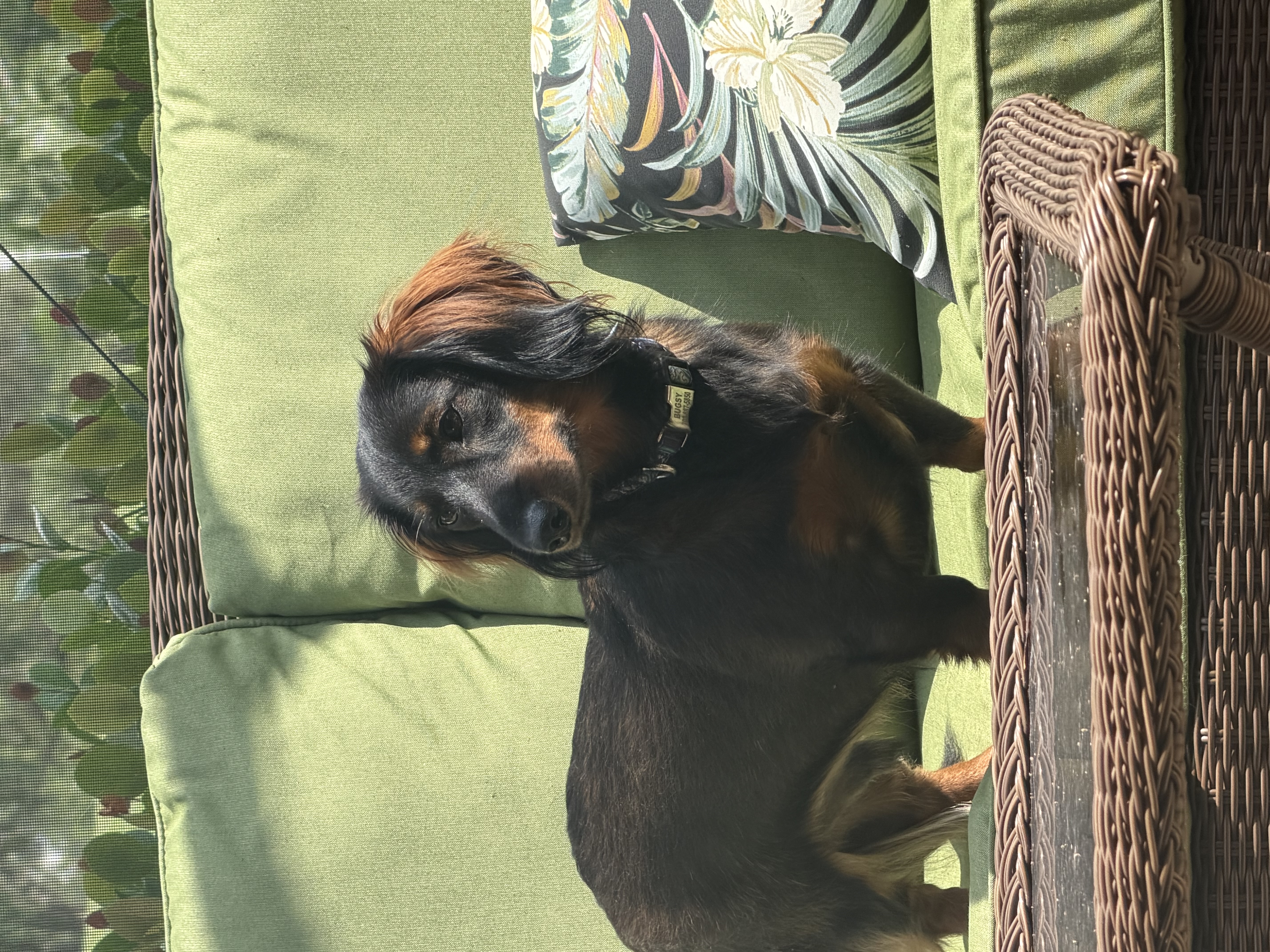 Bugsy sitting on a green patio sofa